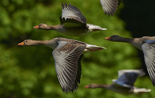 Alex Armurier Paris - canards