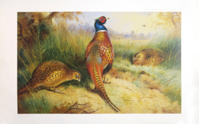 Cock and Hen Pheasant at the Edge of a Wood