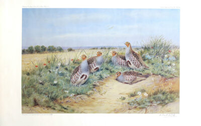 Grey and Red-legged Partridges