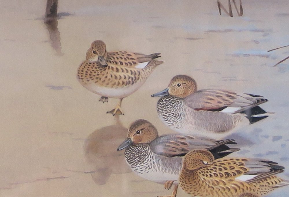 Pintails in winter