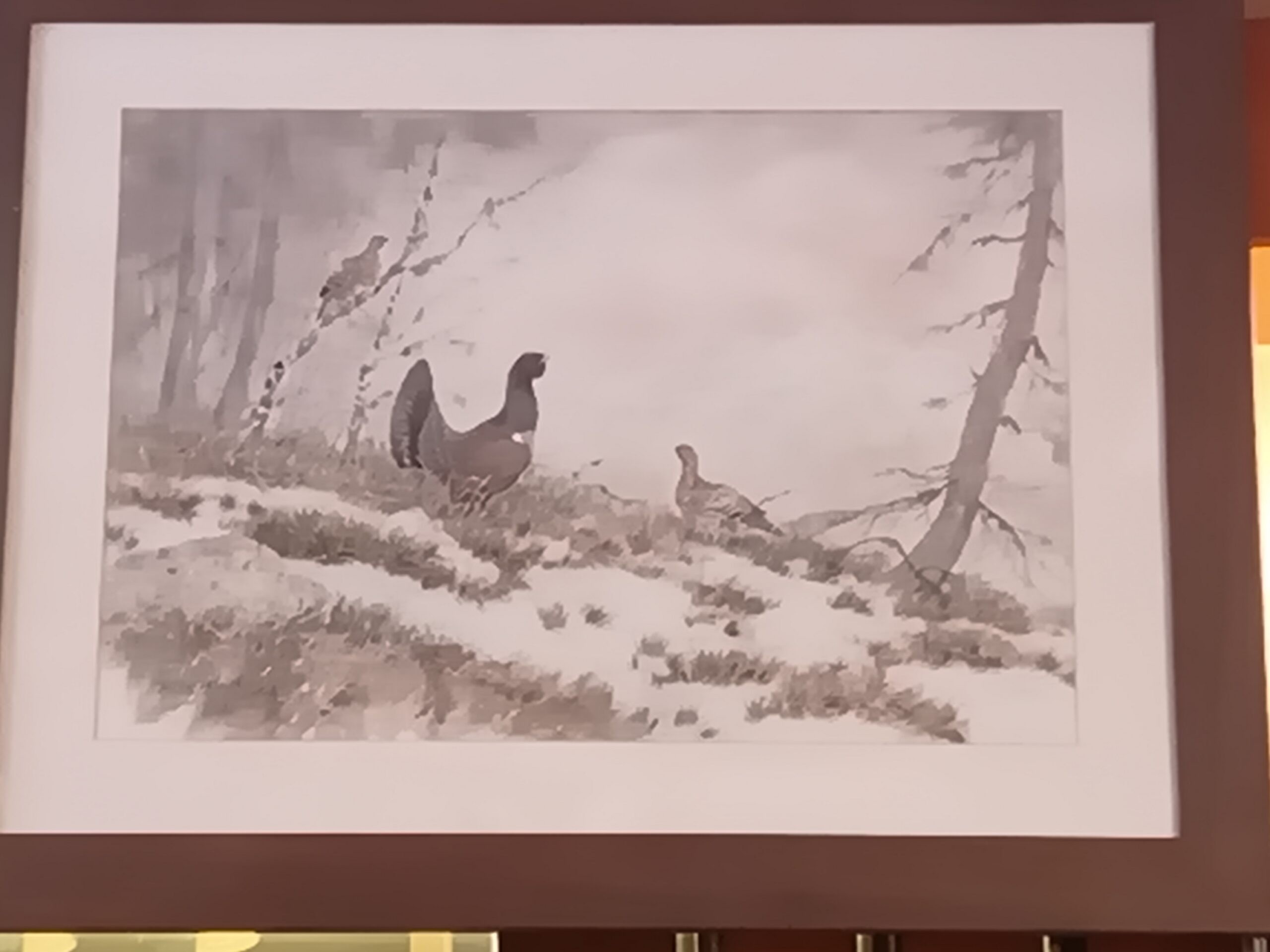 IMG_20260124_112936_941 Tétras et sa femelle