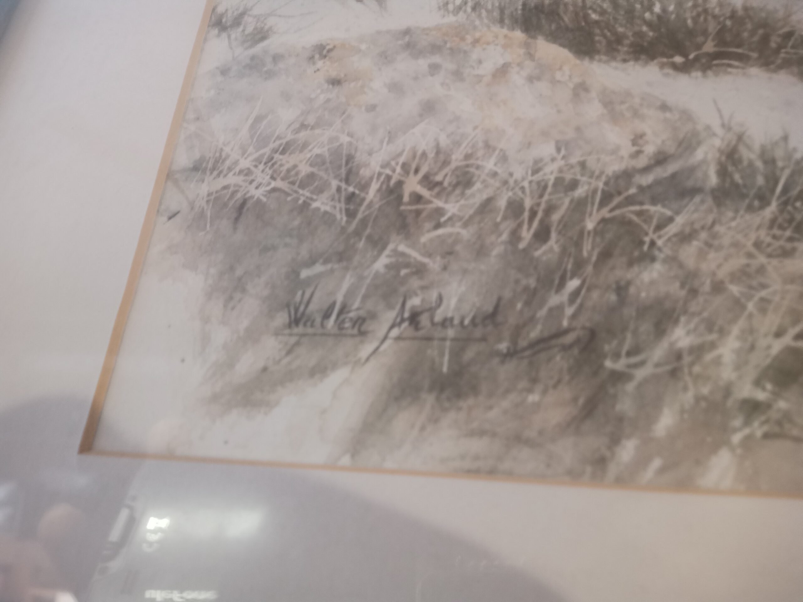 IMG_20260124_113325_022 Tétras et sa femelle