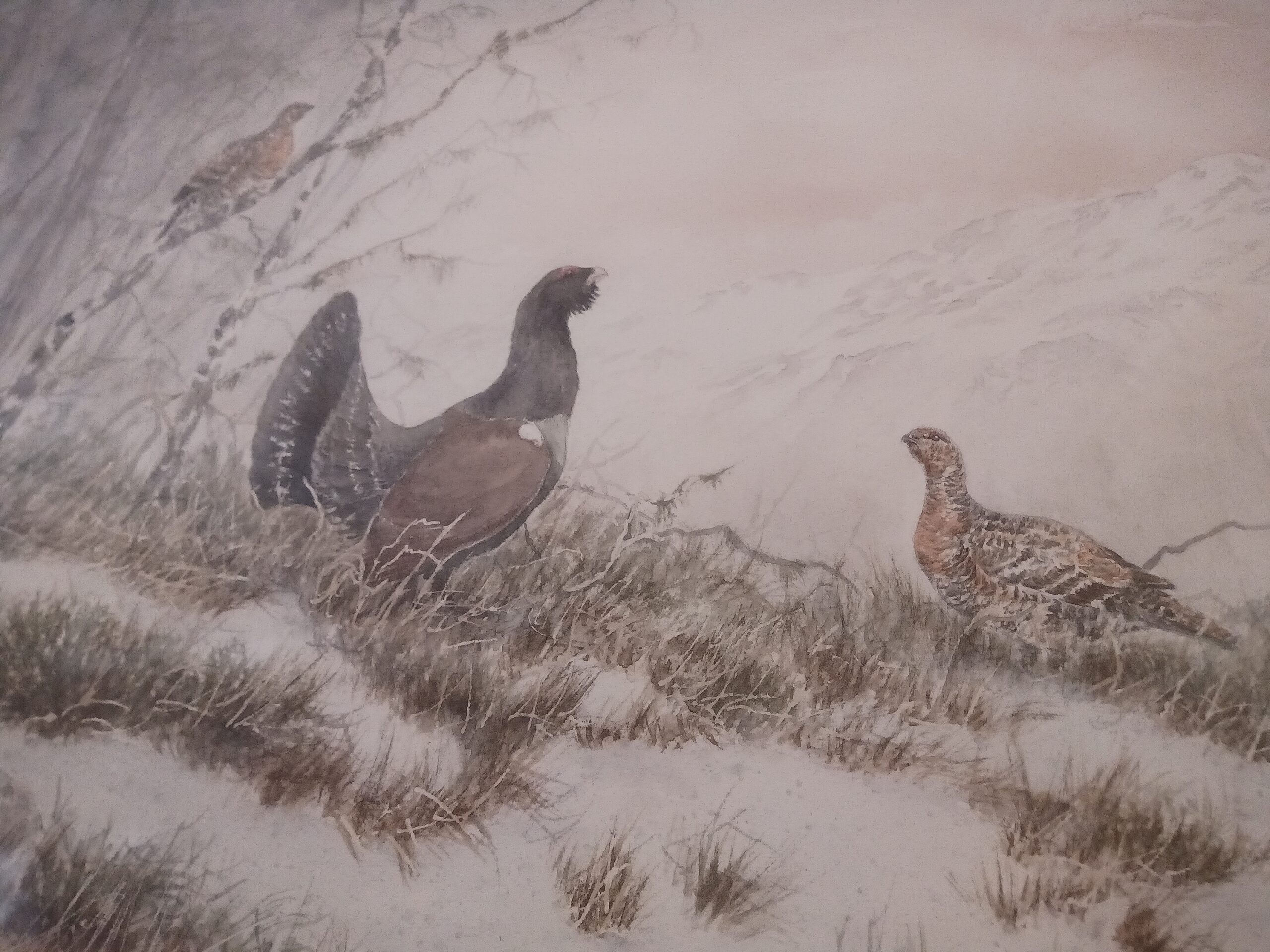 IMG_20260124_113333_337 Tétras et sa femelle